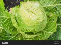 image of damage_to_cabbage_leaves