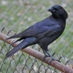 image of bird