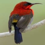 image of bird