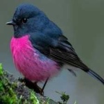 image of bird