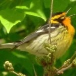image of bird