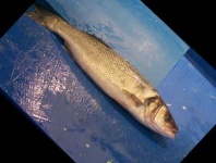image of fish
