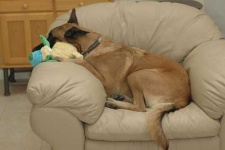image of malinois
