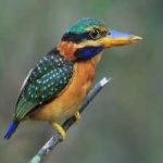 image of bird