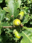 image of acorn