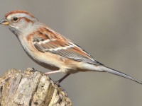 image of animal