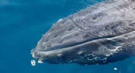 image of animal
