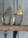 image of cockatiel