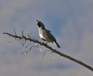 image of quail #27