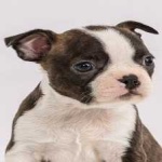 image of animal