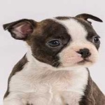 image of boston_terrier #26