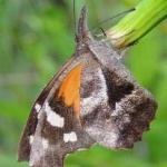image of animal