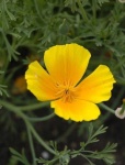 image of flower