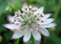 image of flower