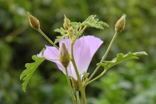 image of flower
