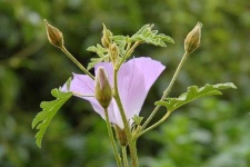 image of pelargonium #12