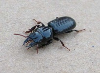 image of ground_beetle #33