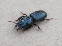 image of ground_beetle