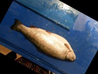 image of fish