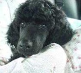 image of standard_poodle