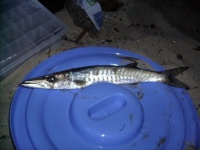 image of gar