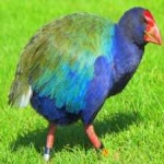 image of bird