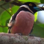 image of bird