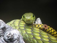 image of green_mamba