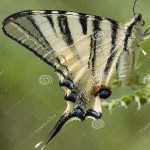 image of animal