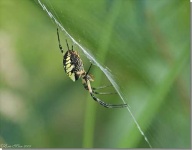 image of garden_spider