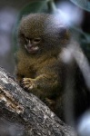image of marmoset