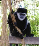 image of colobus #29