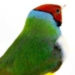 image of bird