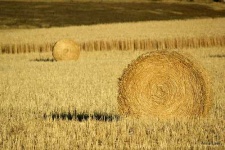 image of hay