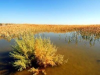 image of wetland