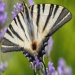 image of animal