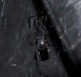 image of black_widow