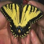 image of animal