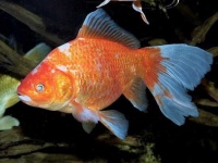 image of goldfish
