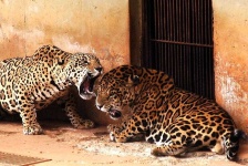 image of animal