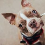 image of animal