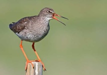 image of redshank #20