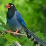 image of bird