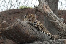 image of jaguar_car