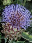 image of artichoke_flower #66