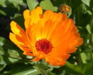 image of flower