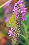 image of sulphur_butterfly #13