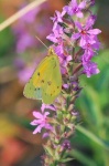 image of sulphur_butterfly