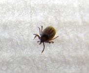 image of tick