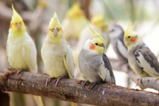 image of cockatiel